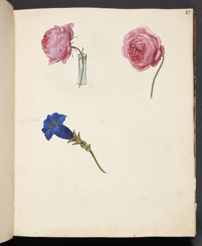 Estudio de rosa rosada y flor azul de Johanna Fosie