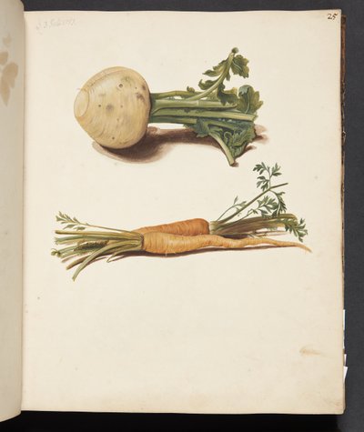 Estudio de nabo y zanahorias de Johanna Fosie