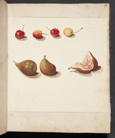 Estudio de cerezas y higos de Johanna Fosie