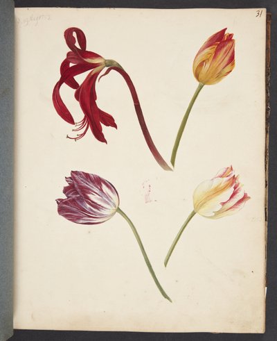 Estudio de tulipanes de Johanna Fosie