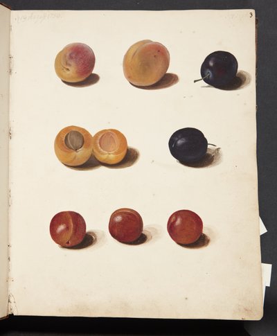 Estudios de ciruelas de Johanna Fosie