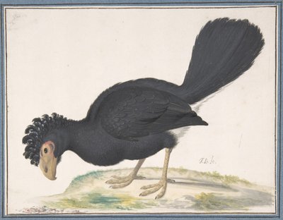 Un paujil negro, s.f. de Johannes Bronckhorst