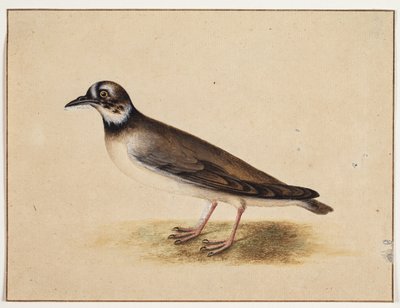 Pájaro de Johannes Bronckhorst