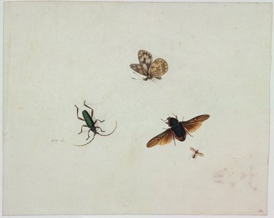 Cuatro insectos, finales del siglo XVII de Johannes Bronkhorst