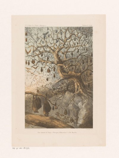 Vleermuizen en pleno auge Una reunión de Fanys (Pteropus Edwardsii) en la isla de Mayotte (título sobre el objeto) Relación de viaje (título de la serie sobre el objeto) de Johannes Gerardus Keulemans