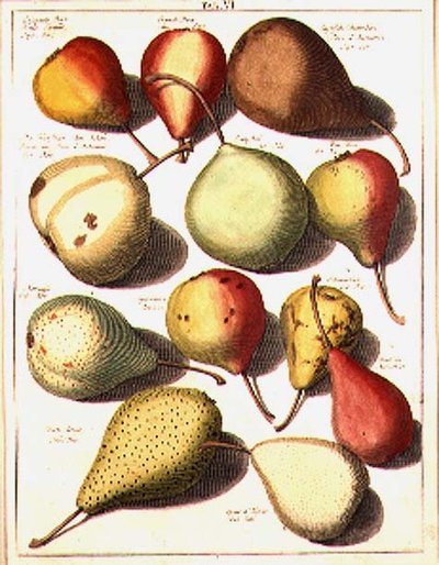 Peras, por Seligman de Johannes Hendrik (after) Knoop
