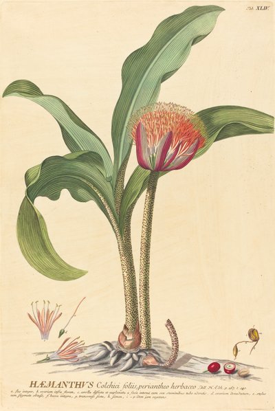 Haemanthus de Johannes Jacob Haid and Johannes Elias Haid after Georg Ehret