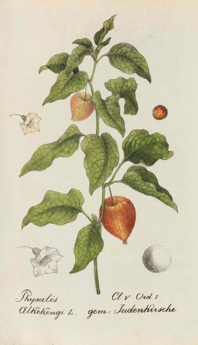 Colección de plantas suizas, 1825-1846 de Johannes Jacob Hegetschweiler