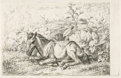 Caballo acostado frente a algunas plantas de Johannes Mock