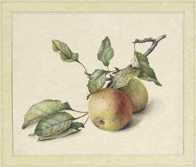 Dos manzanas en una rama de Johannes Reekers (II)
