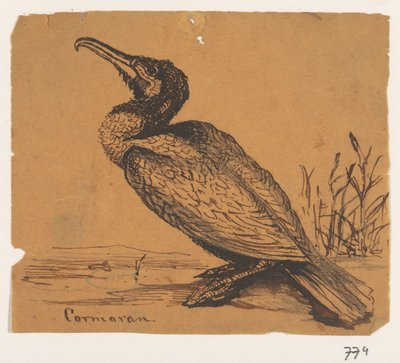 Aalscholver
Cormoran (título en el objeto) de Johannes Tavenraat