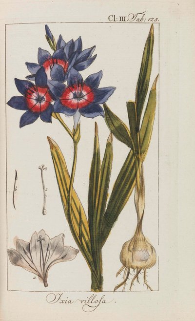 Selección de Plantas Hermosas y Raras, 1795-1798 de Johannes Zorn
