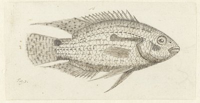 Peces tropicales Chromis epse de Johannes le Francq van Berkhey