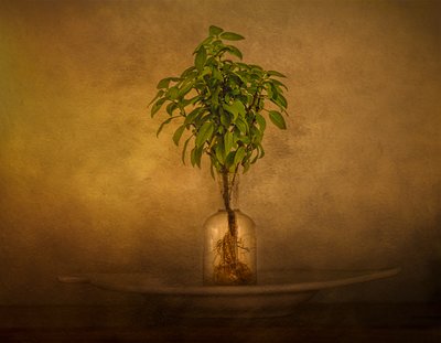 Naturaleza muerta con plantas con raíces de John-Mei Zhong