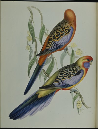 Periquito de Adelaida de John (after) Gould