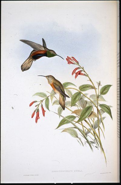Estrella de la colina de Adela (Oreotrochilus Adela) de John (after) Gould