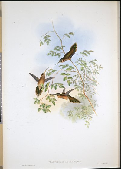 Ermitaño de Adolph (Phaethornis Adolphi) de John (after) Gould