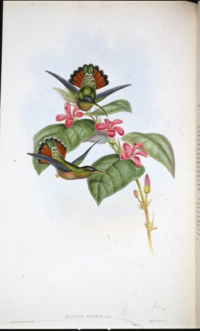 Ermitaño aliado de John (after) Gould