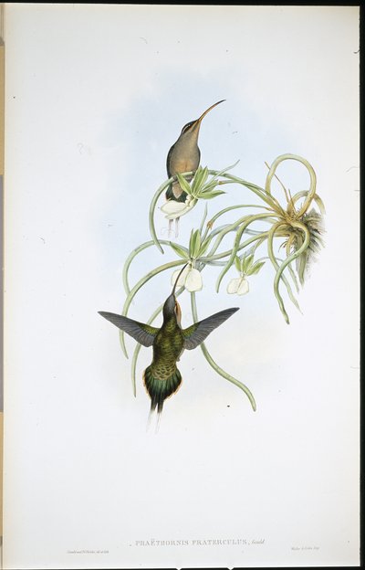 Ermitaño Aliado (Phaethornis Fraterculus) de John (after) Gould