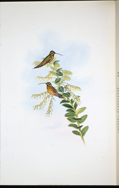 Ermitaño Amaura (Phaethornis Amaura) de John (after) Gould