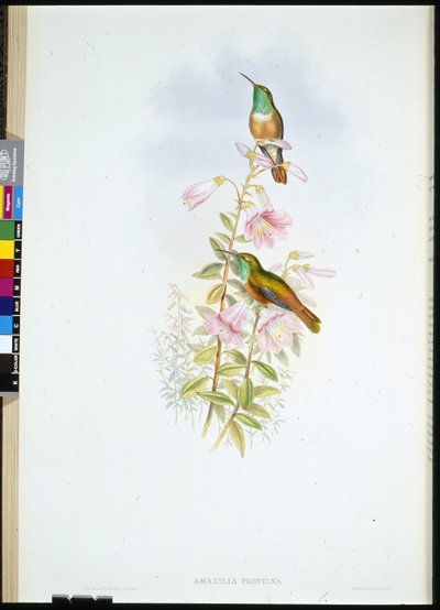 Amazilia de John (after) Gould