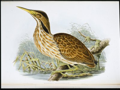 Avetoro americano (Botaurus Lentiginosus) de John (after) Gould