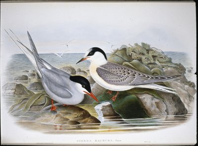 Charrán ártico (Sterna Macrura) de John (after) Gould