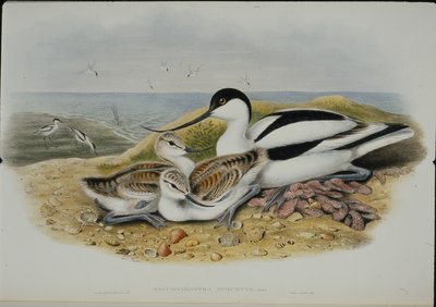 Avoceta (Recurvirostra Avocetta) de John (after) Gould