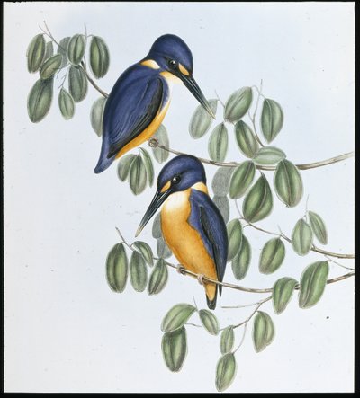 Martín pescador azur (Alcyone Azurea) de John (after) Gould