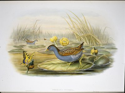 Polluela de Baillon (Porzana Pygmaea) de John (after) Gould