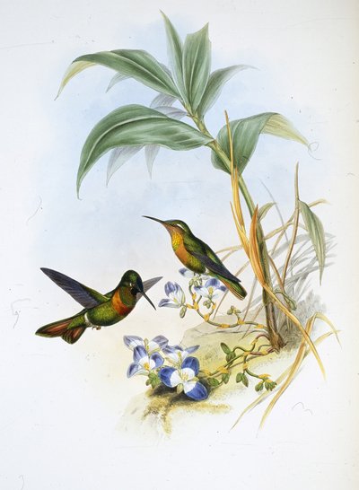 Rubí bandado (Clytolaema Aurescens) de John (after) Gould