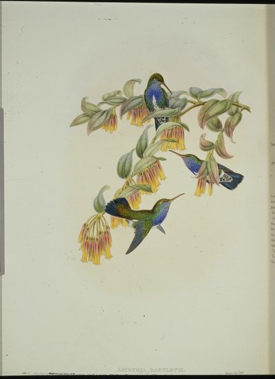Colibrí esmeralda de Bartlett (Agyrtria Bartletti) de John (after) Gould