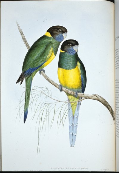 Periquito de Bauer de John (after) Gould