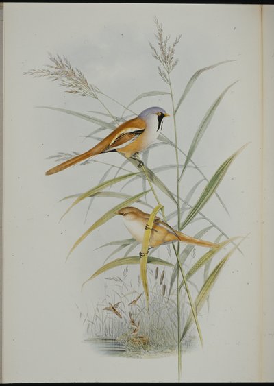 Bigotudo (Calamophilus Biarmicus) de John (after) Gould