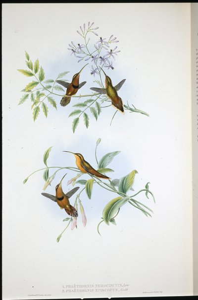 Ermitaño con cinturón (Phaethornis Nigrocinctus) y Ermitaño obispo (Phaethornis Episcopus) de John (after) Gould