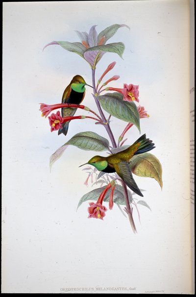 Estrella de colina de pecho negro (Oreotrochilus Melanogaster) de John (after) Gould