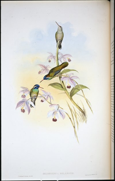 Colibrí de orejas negras (Heliopaedica Melanotis) de John (after) Gould