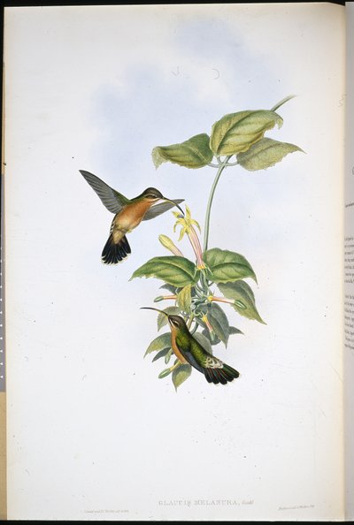 Ermitaño de cola negra (Glaucis Melanura) de John (after) Gould