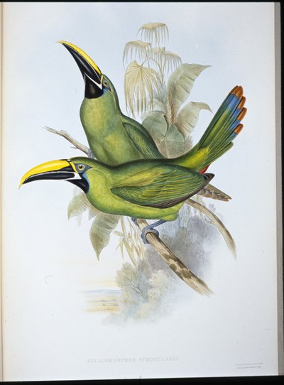 Tucán de pico acanalado de garganta negra (Aulacoramphus Atrogularis) de John (after) Gould
