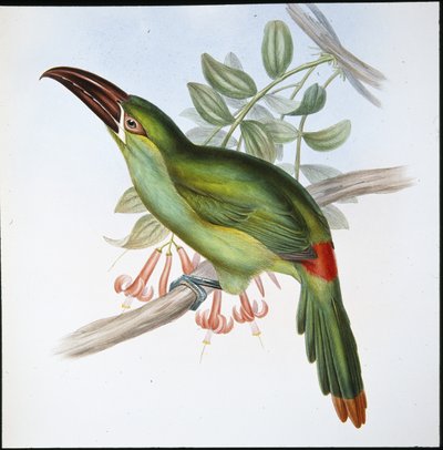 Tucán de Pico Estriado de Rabadilla Roja (Aulacoramphus Haematopygius) de John (after) Gould