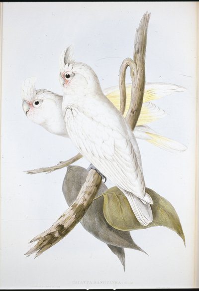 Cacatúa manchada de sangre de John (after) Gould