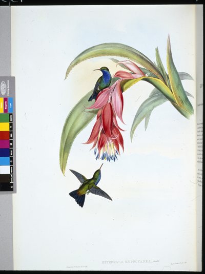 Zafiro de pecho azul (Eucephala Hypocyanea) de John (after) Gould