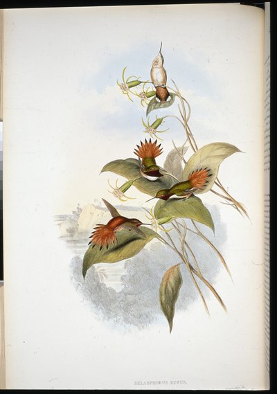 Zafiro de Cabeza Azul (eucephala grayi) (litografía coloreada a mano) de John (after) Gould