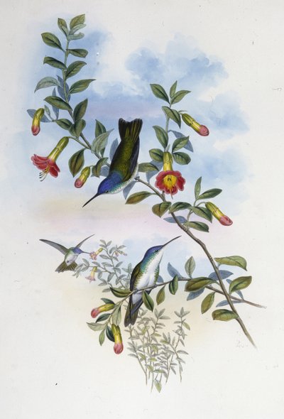 Corona azul de cuello azul (Cyanomyia Cyanocollis) de John (after) Gould