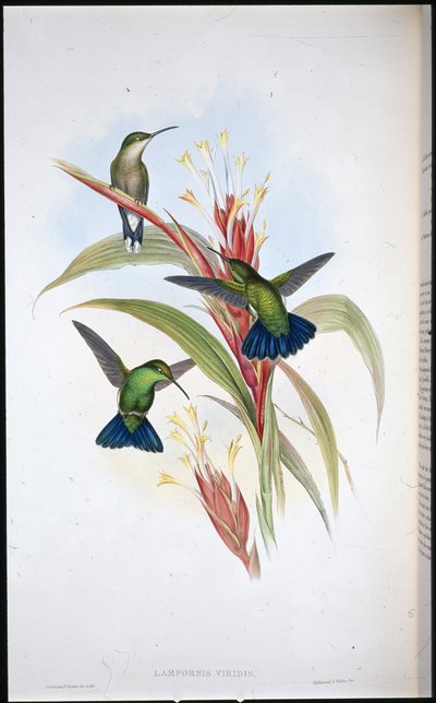 Colibrí Mango de Cola Azul (Lampornis Viridis) de John (after) Gould