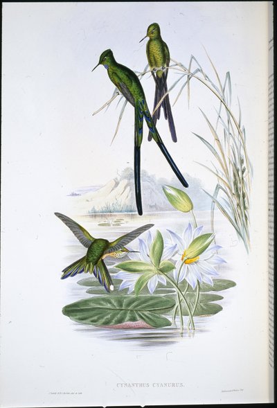 Silfo de Cola Azul (Cynanthus Cyanurus) (litografía coloreada a mano) de John (after) Gould