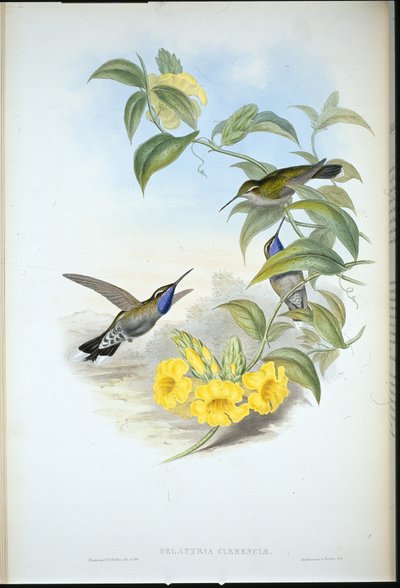 Cacique de garganta azul (Delattria Clemenciae) de John (after) Gould
