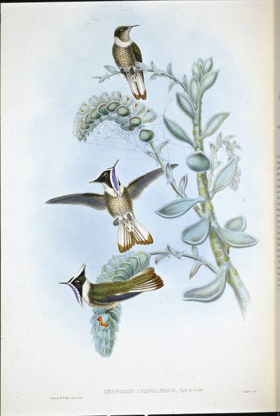 Cresta de casco de garganta azul (Oxypogon Cyanolaemus) de John (after) Gould