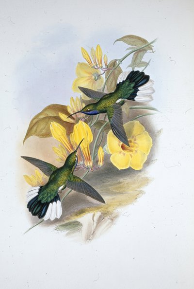 Ala de sable de garganta azul (Campylopterus Ensipennis) de John (after) Gould