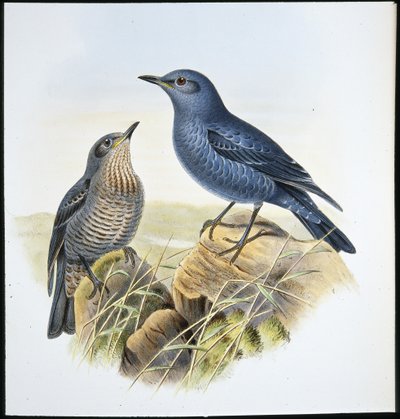 Roquero Solitario (Petrocossyphus Cyanus) de John (after) Gould